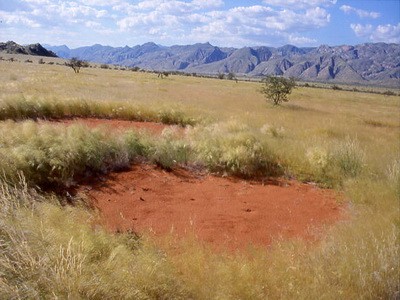 Fairy circle Namibia